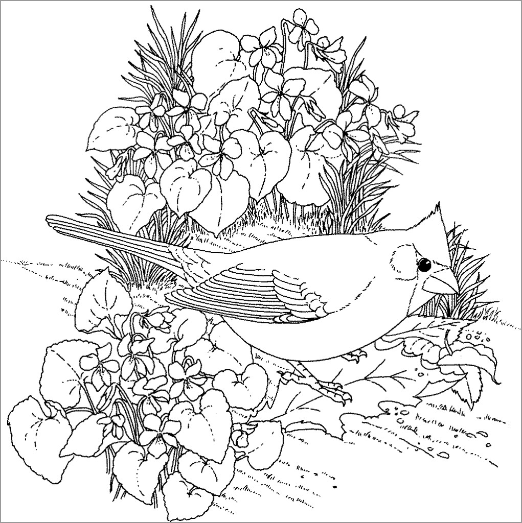 Hard Bird Coloring Page ColoringBay