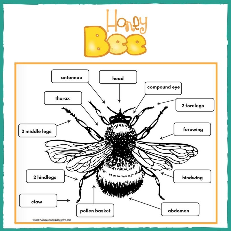 bee anatomy worksheet