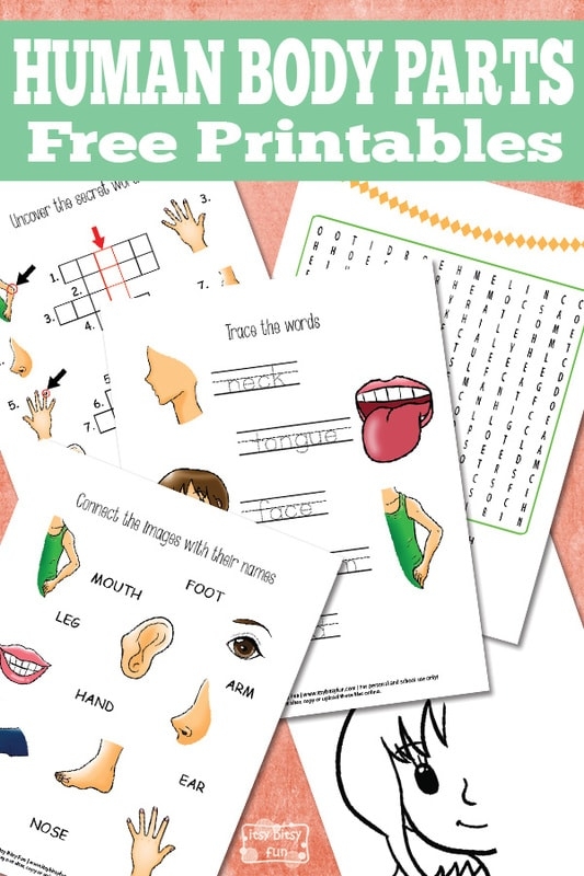 Human Body Parts Worksheets Itsy Bitsy Fun