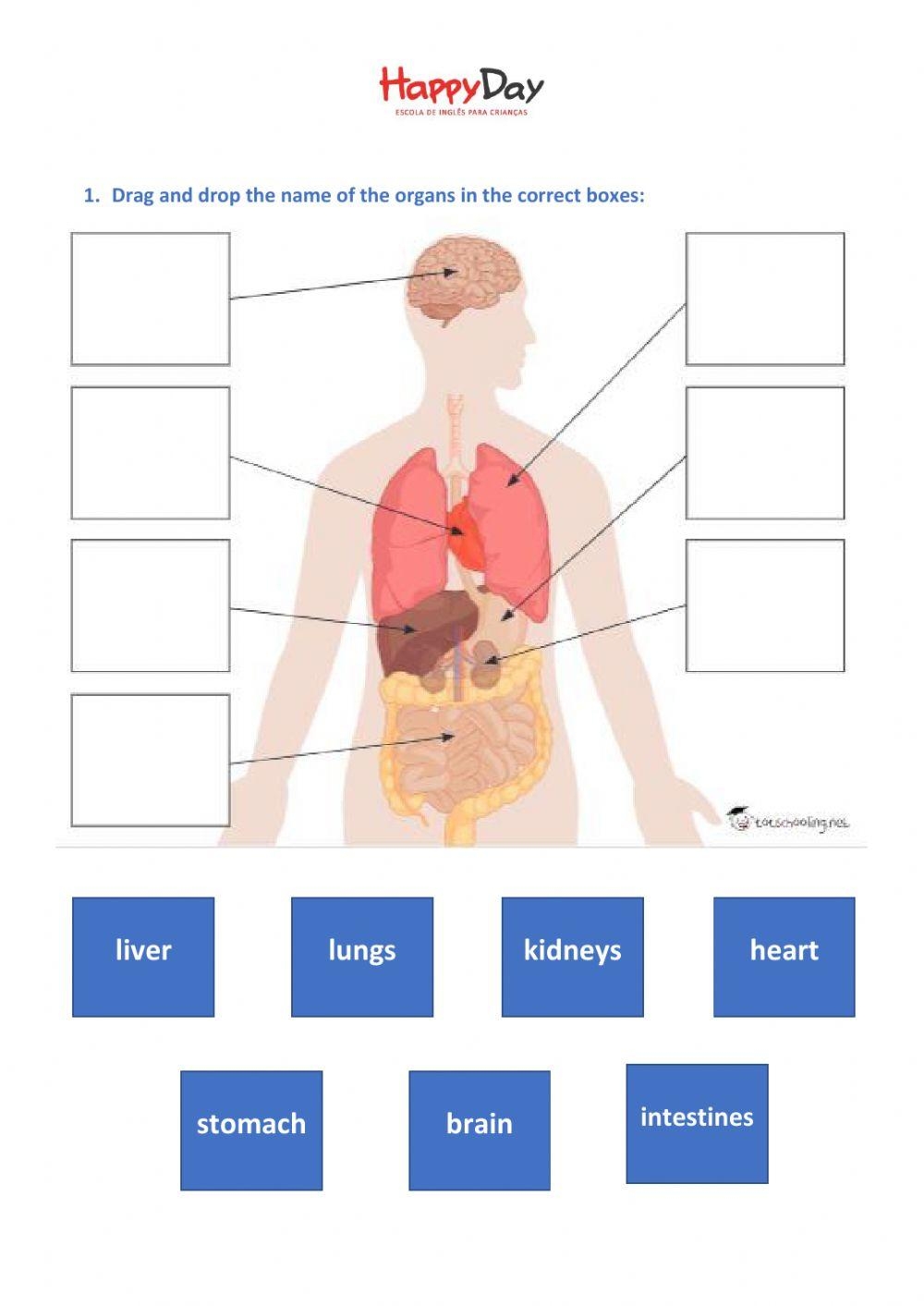 Human Body Worksheet Worksheets Worksheets Library