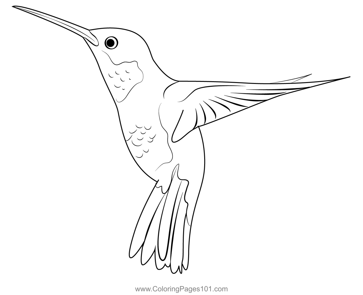 Hummingbird Beautiful Bird Coloring Page For Kids Free Swifts And 