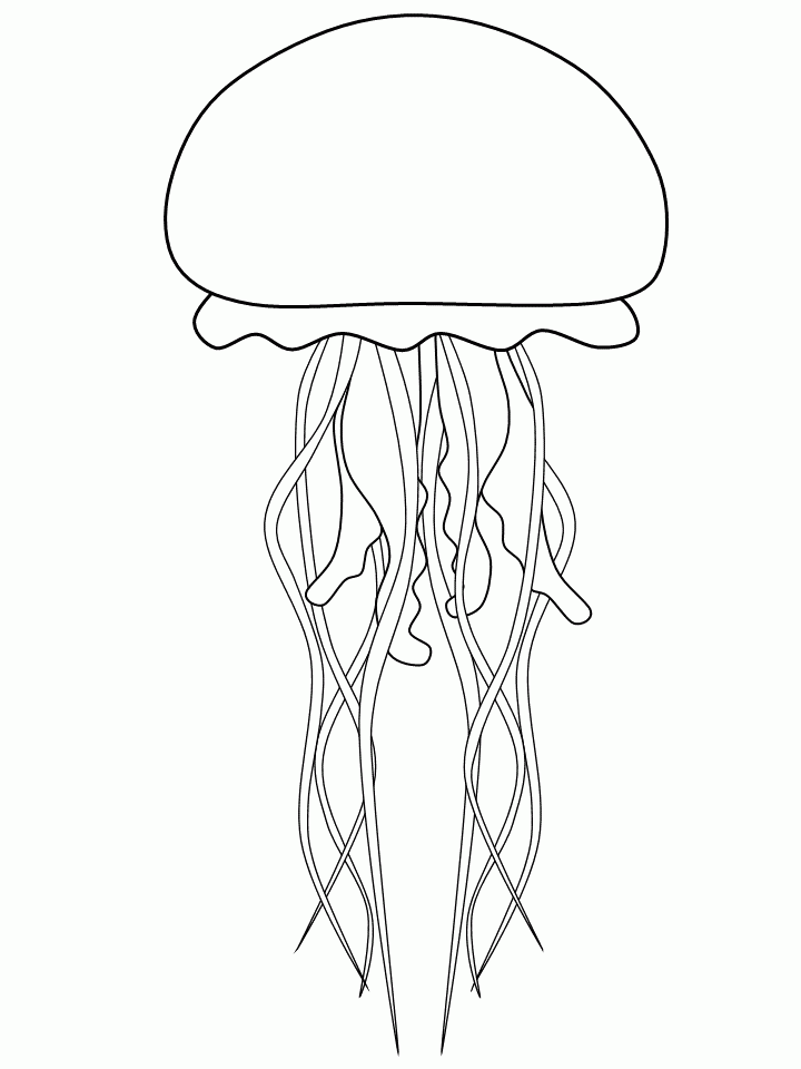 Jellyfish Template