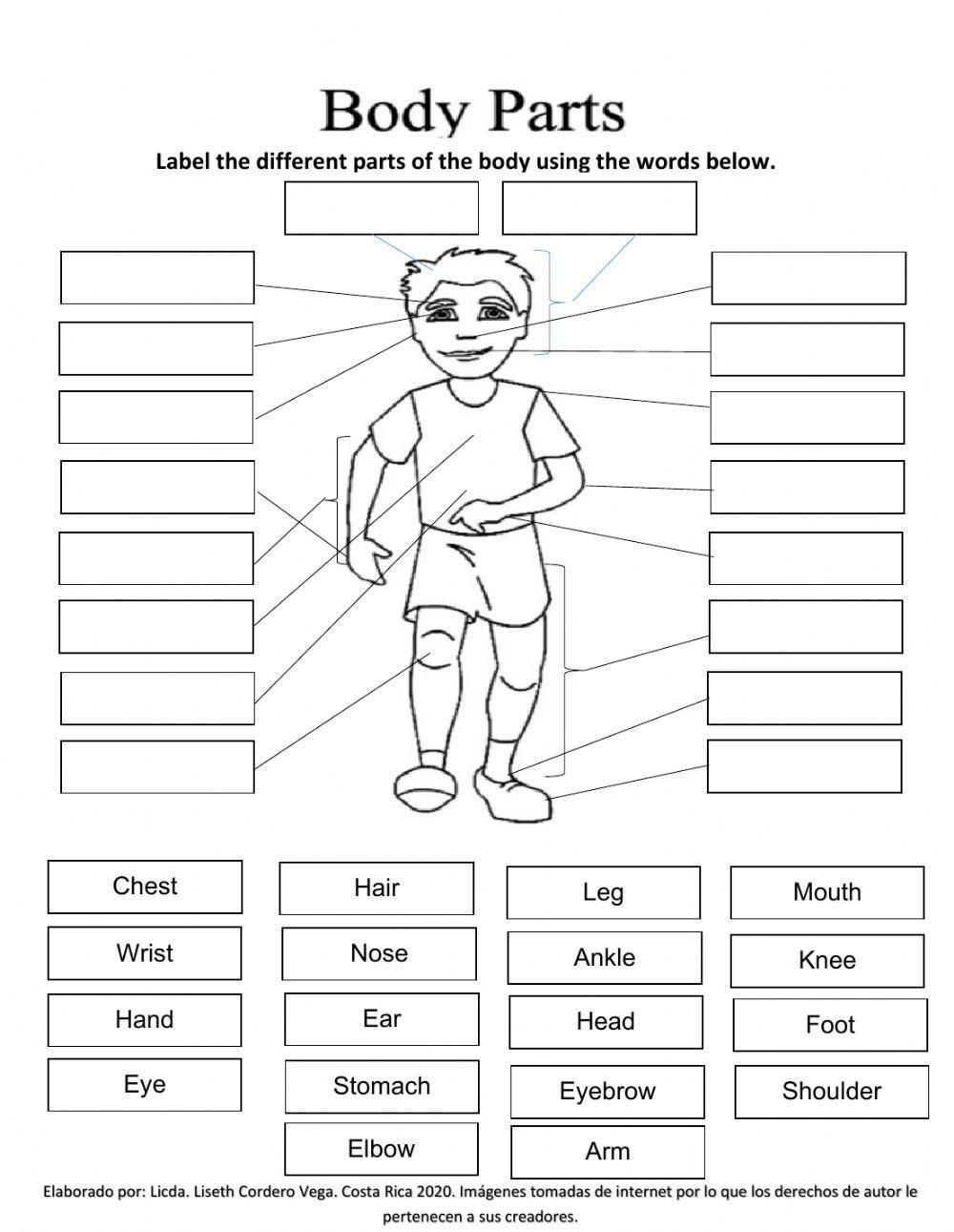 part of body worksheet pdf
