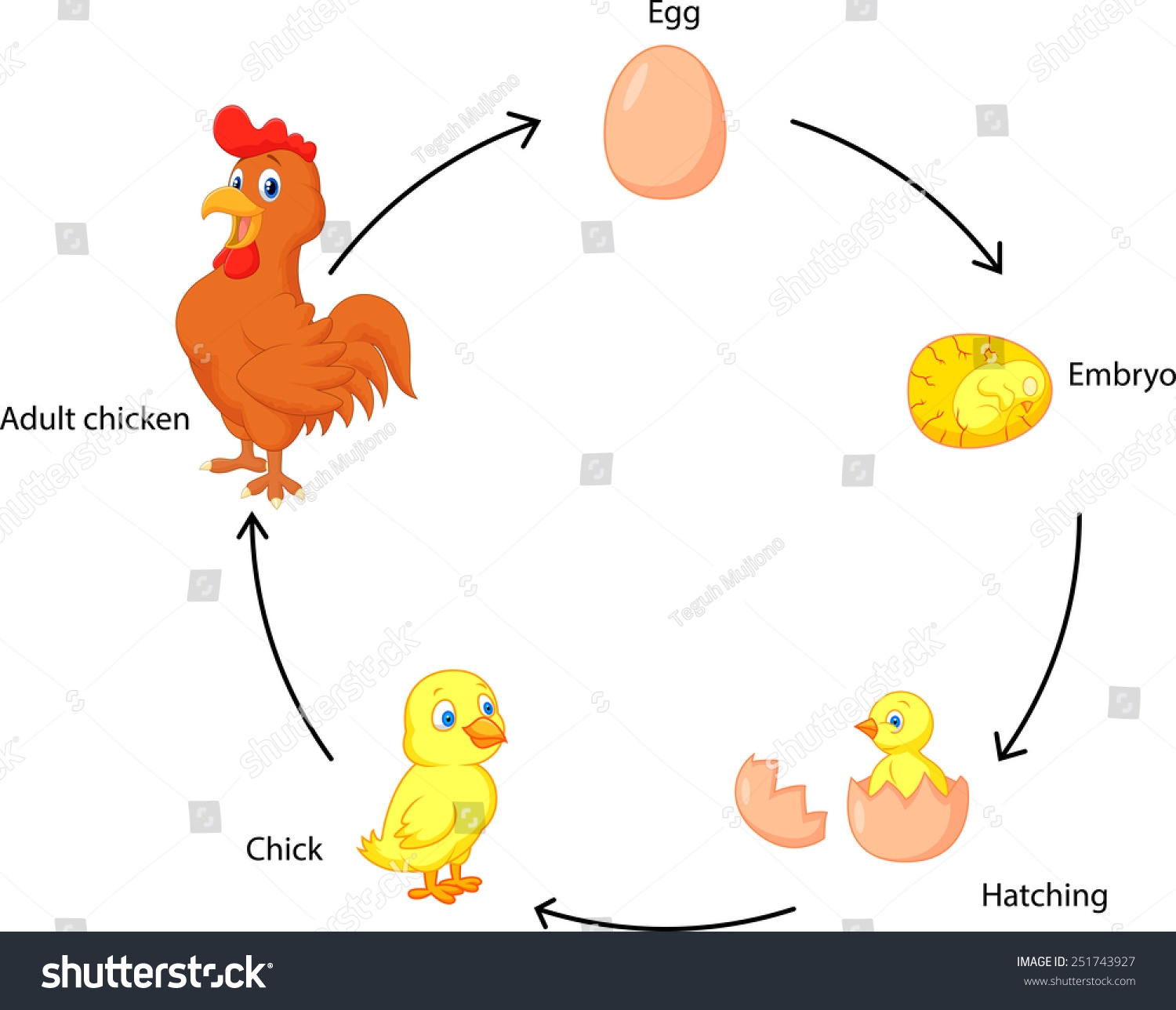 Life Cycle Chicken Kids Stock Vector Royalty Free 251743927 