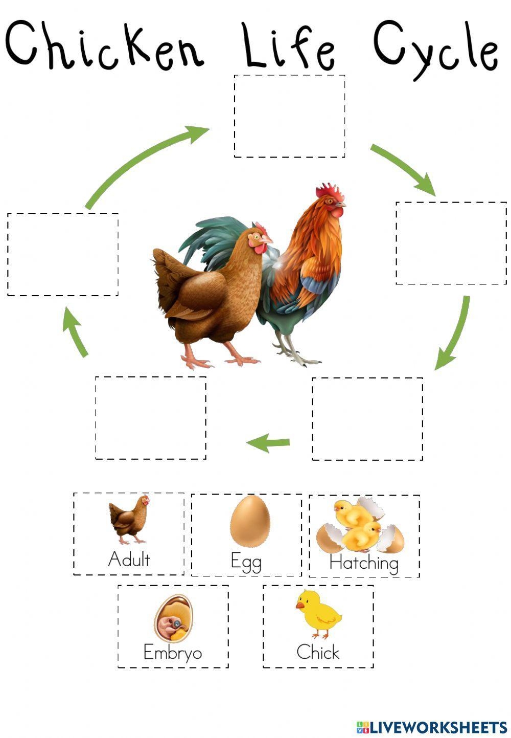 Life Cycle Of A Chicken For Kids Worksheet Printable Activities 