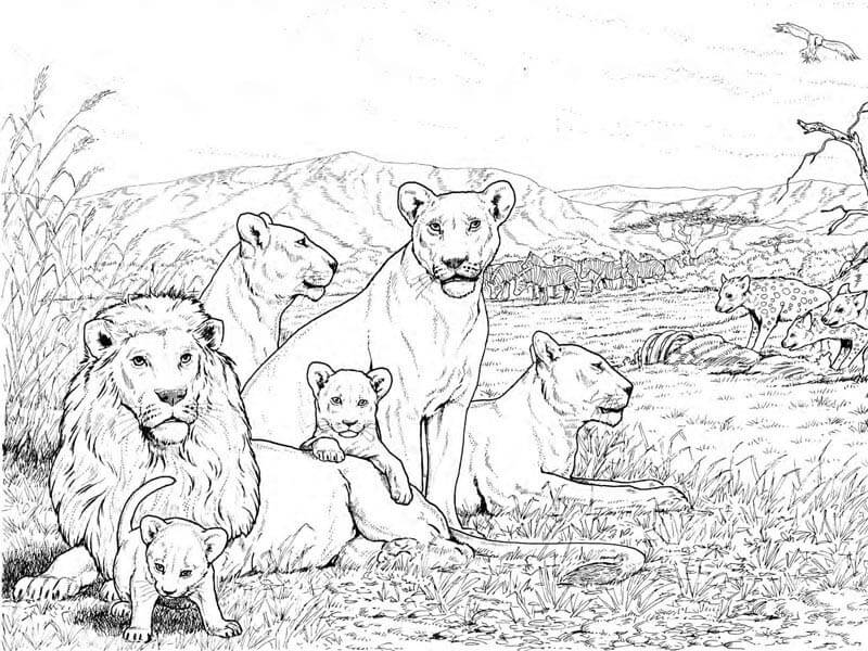 Lion Colouring Pages