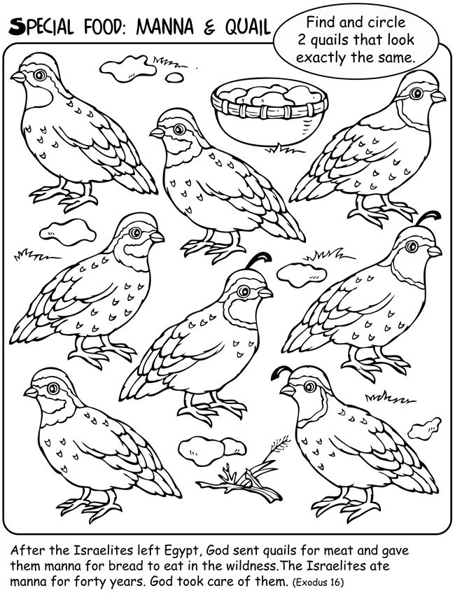 quail templates for kids