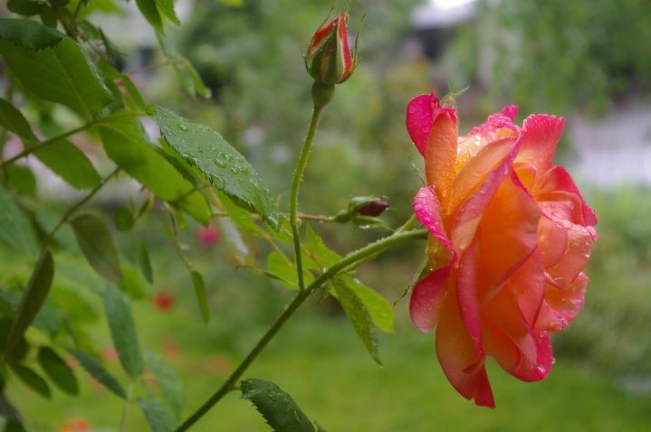 New Flower Photographs