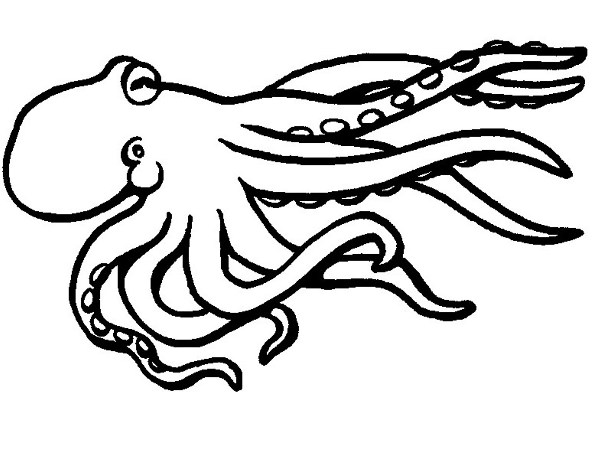 blank octopus coloring page