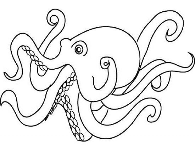 Octopus Picture For Kids Coloring Home