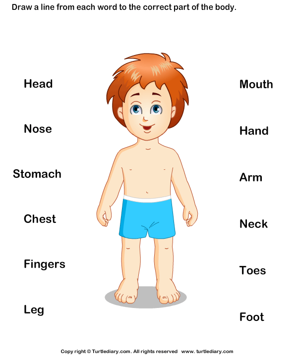 parts of human body worksheet