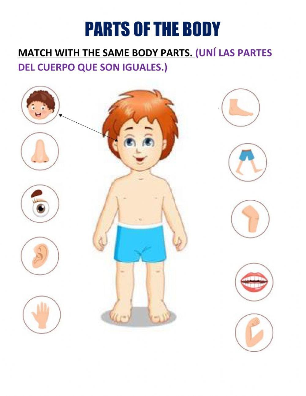 parts of the body worksheet for kindergarten