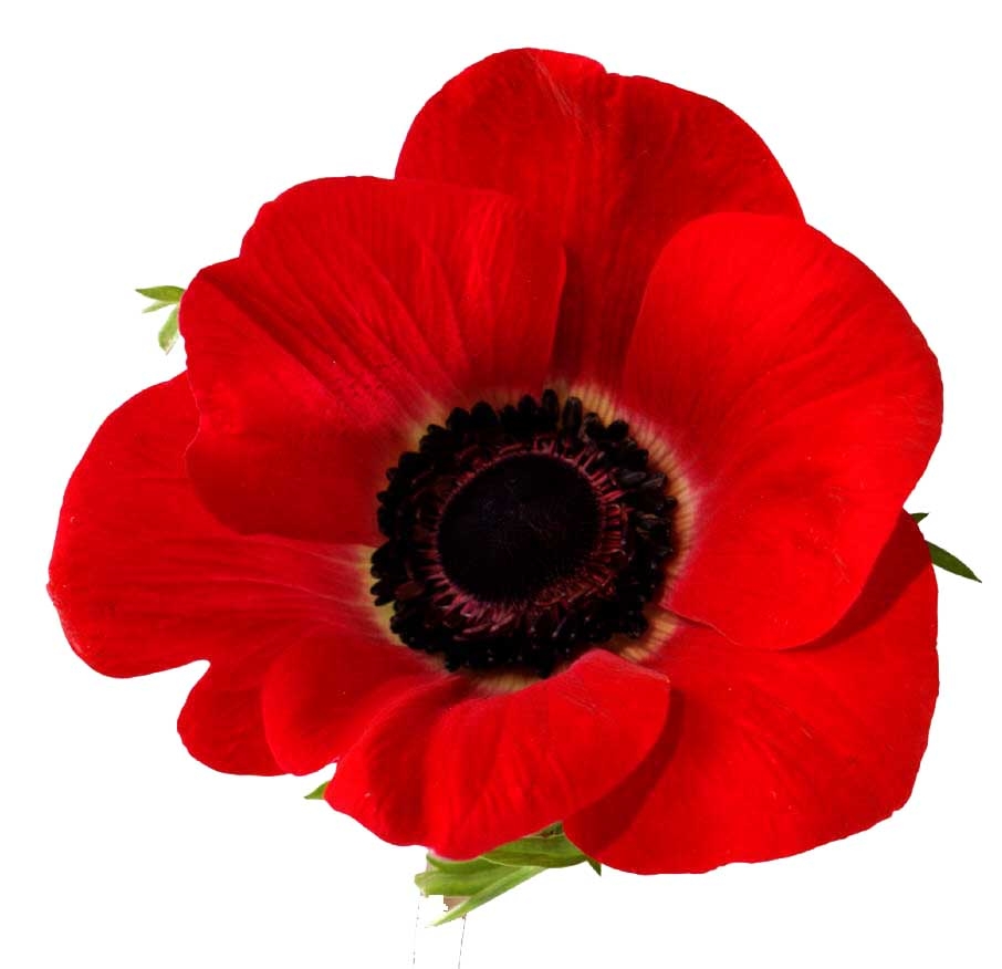 Poppy Blank Template Imgflip