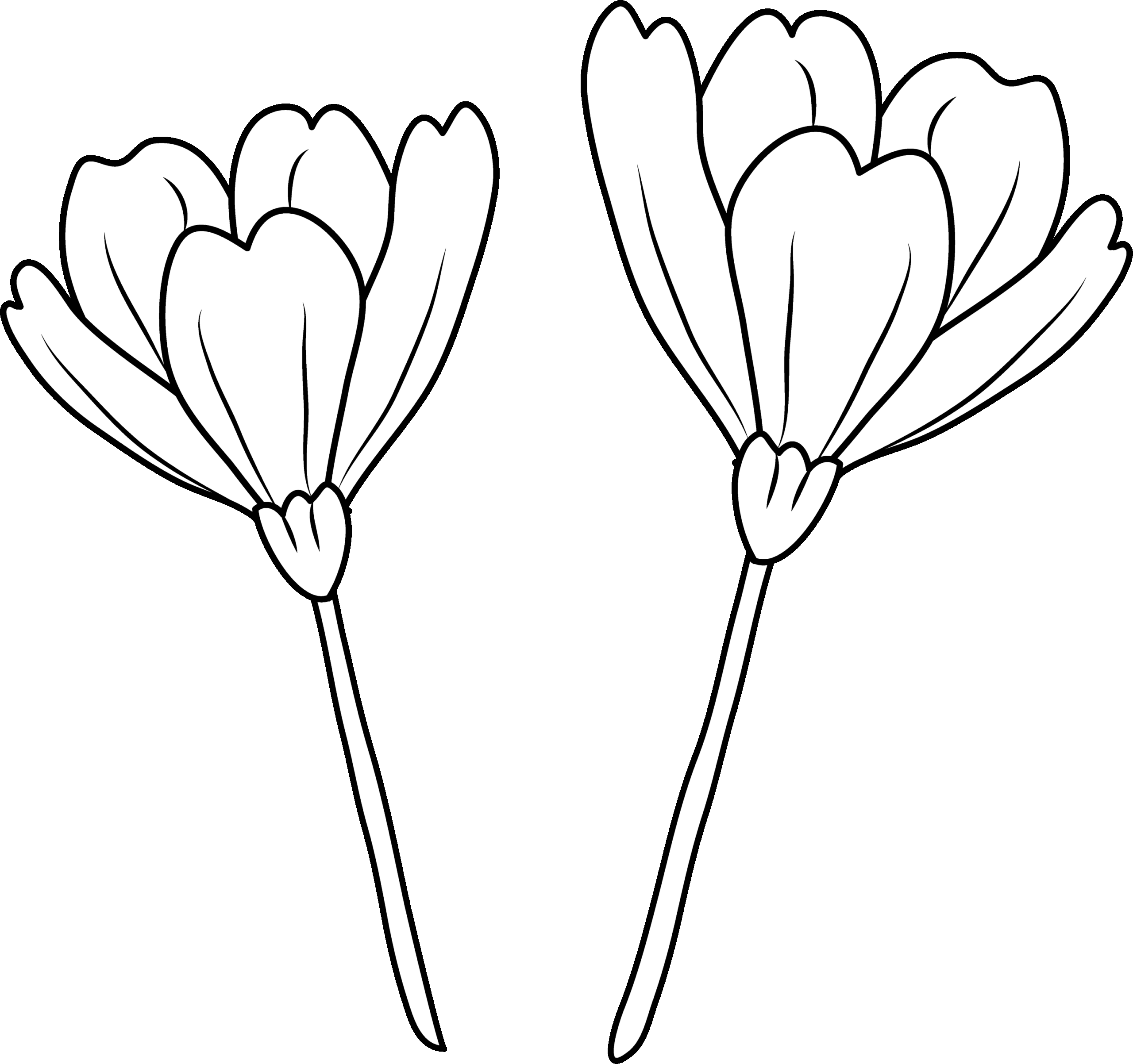 Poppy Flowers Coloring Page Free Clip Art