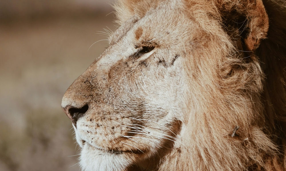 Prideful Lion Pastel Color Palettes