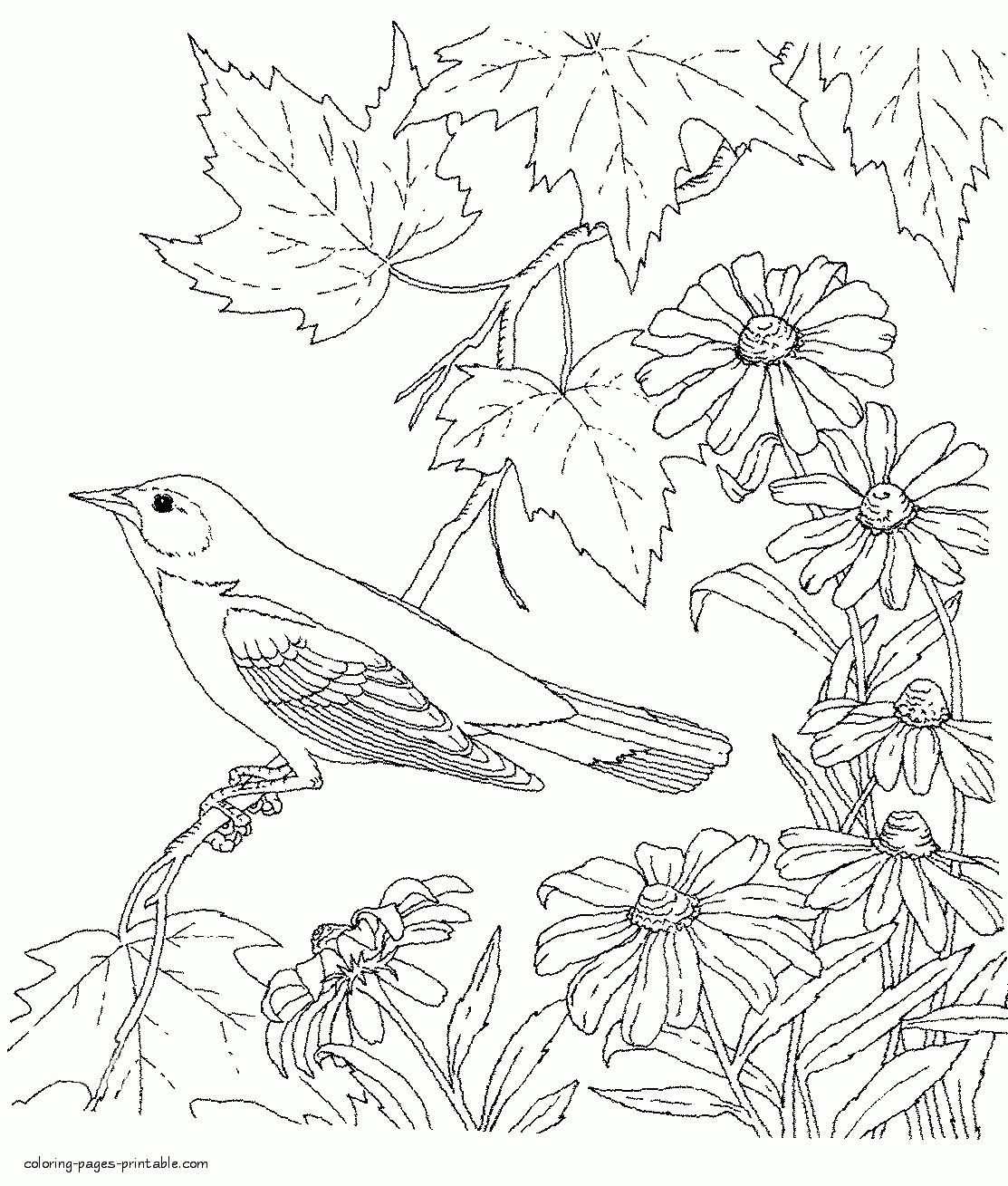 Printable Bird Coloring Book For Adults COLORING PAGES PRINTABLE COM