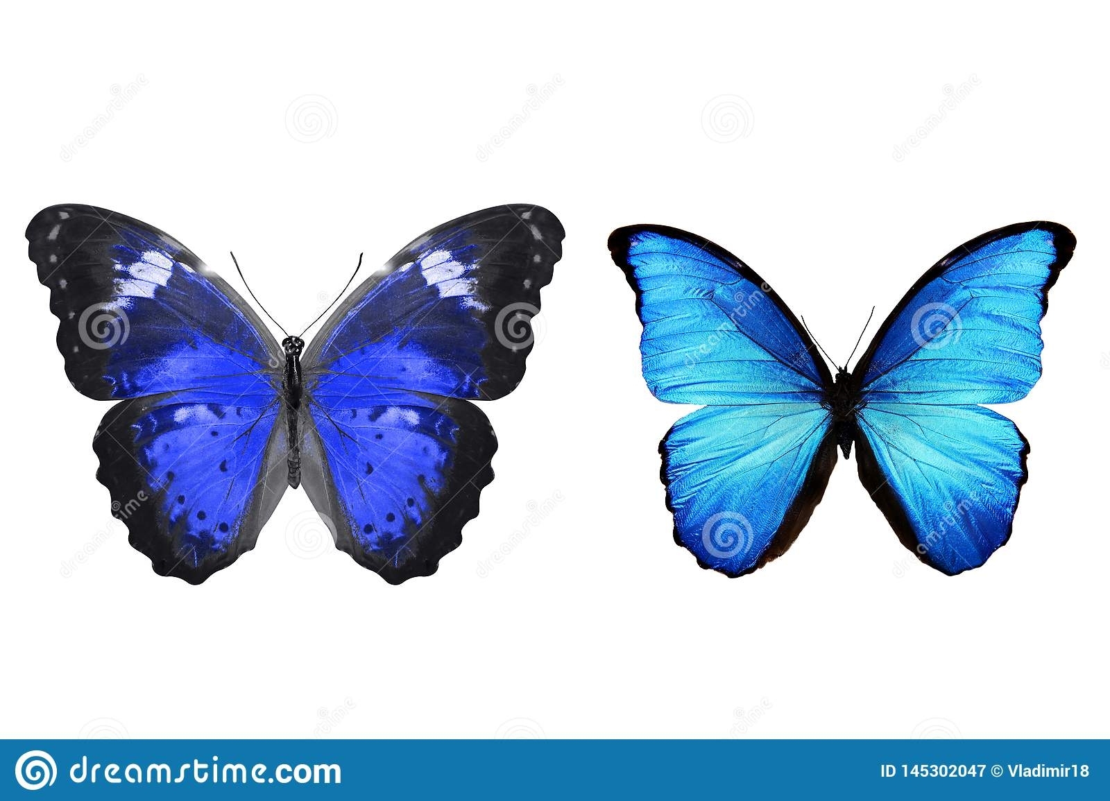 Printable Blue Butterfly Template Free Printable