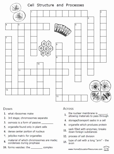 Printable Cell Worksheets Inspirational Free Cells Worksheets Thrifty