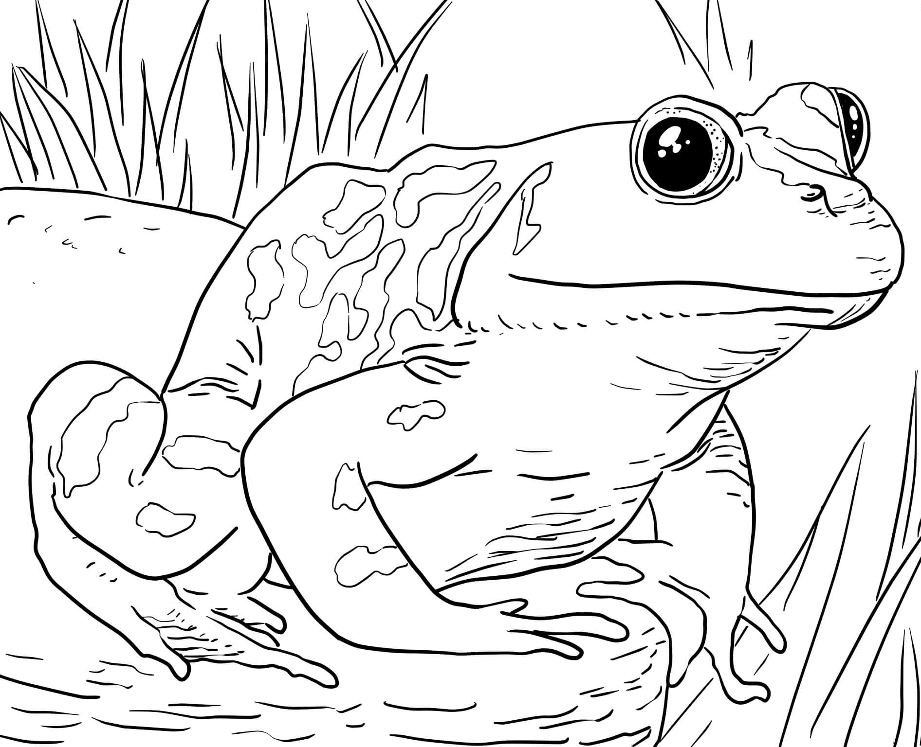 Printable Coloring Animals