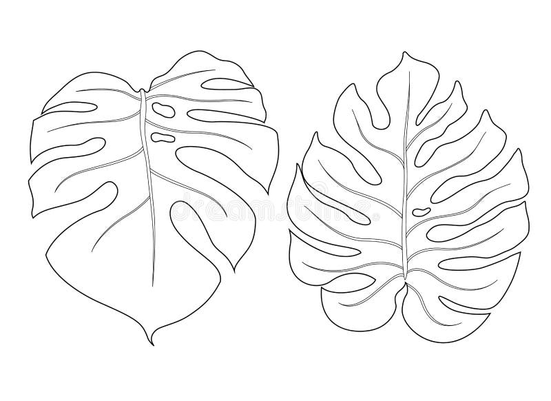 Printable Monstera Leaf Outline