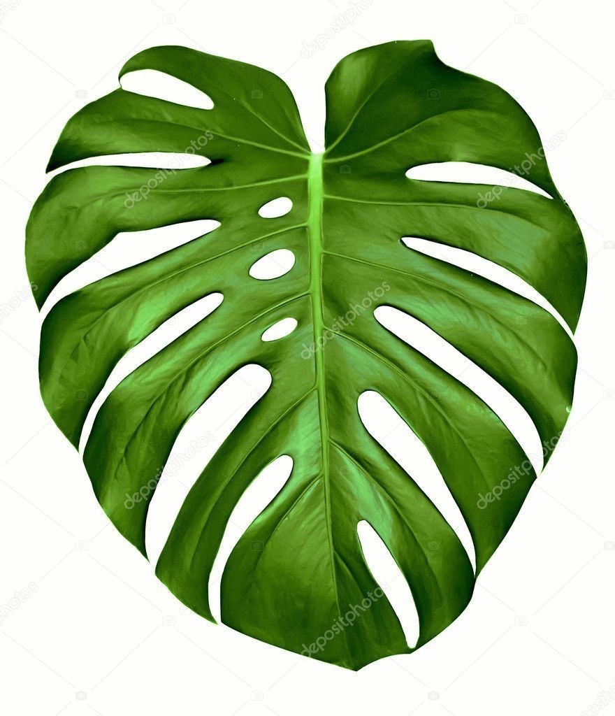 Printable Monstera Leaf