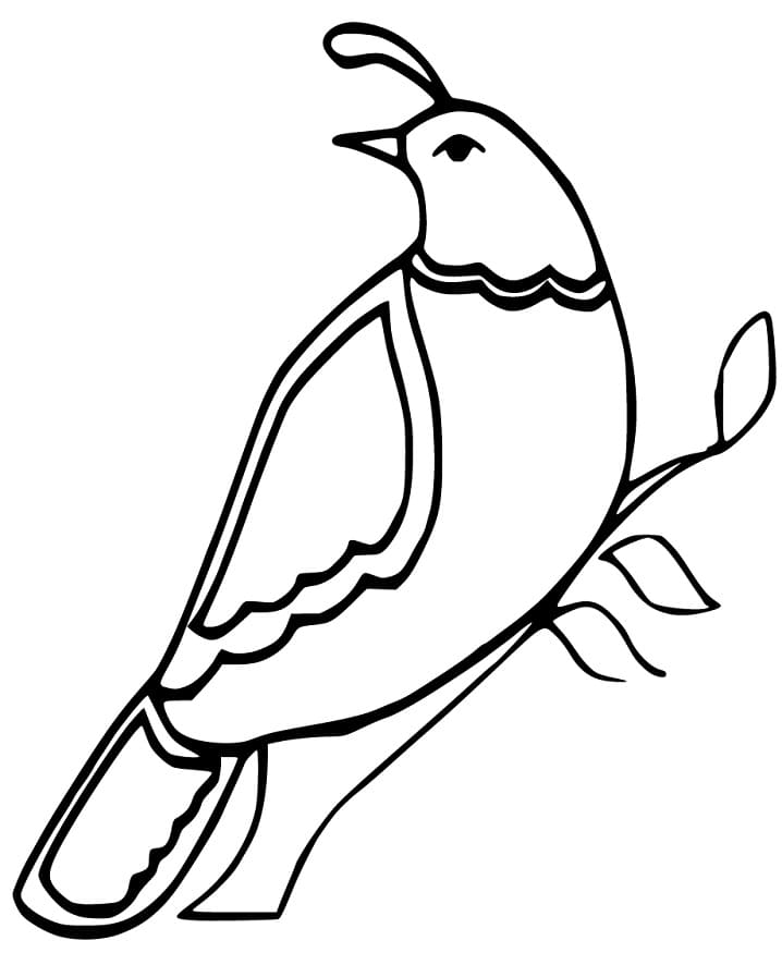 Printable Quail