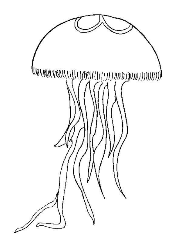 Realistic Jellyfish Drawing At GetDrawings Free Download