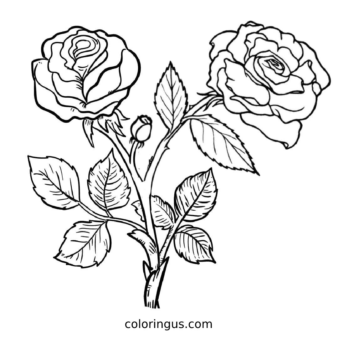 coloring page rose