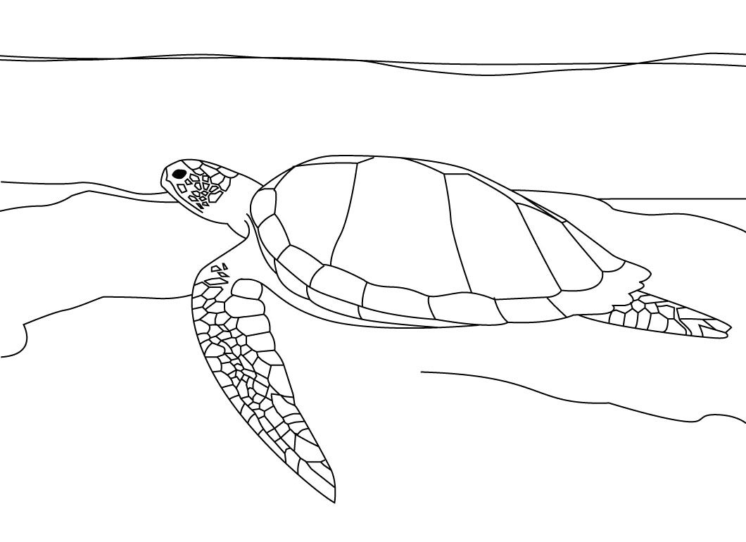 Sea Turtle Coloring Pages Free Coloring Pages