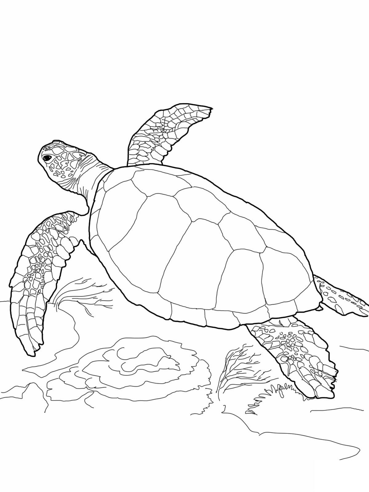 Sea Turtle Coloring Pages Learny Kids