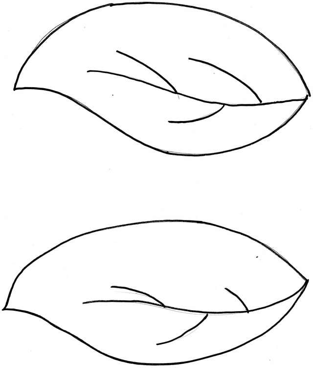 Simple Leaf Template Coloring Home