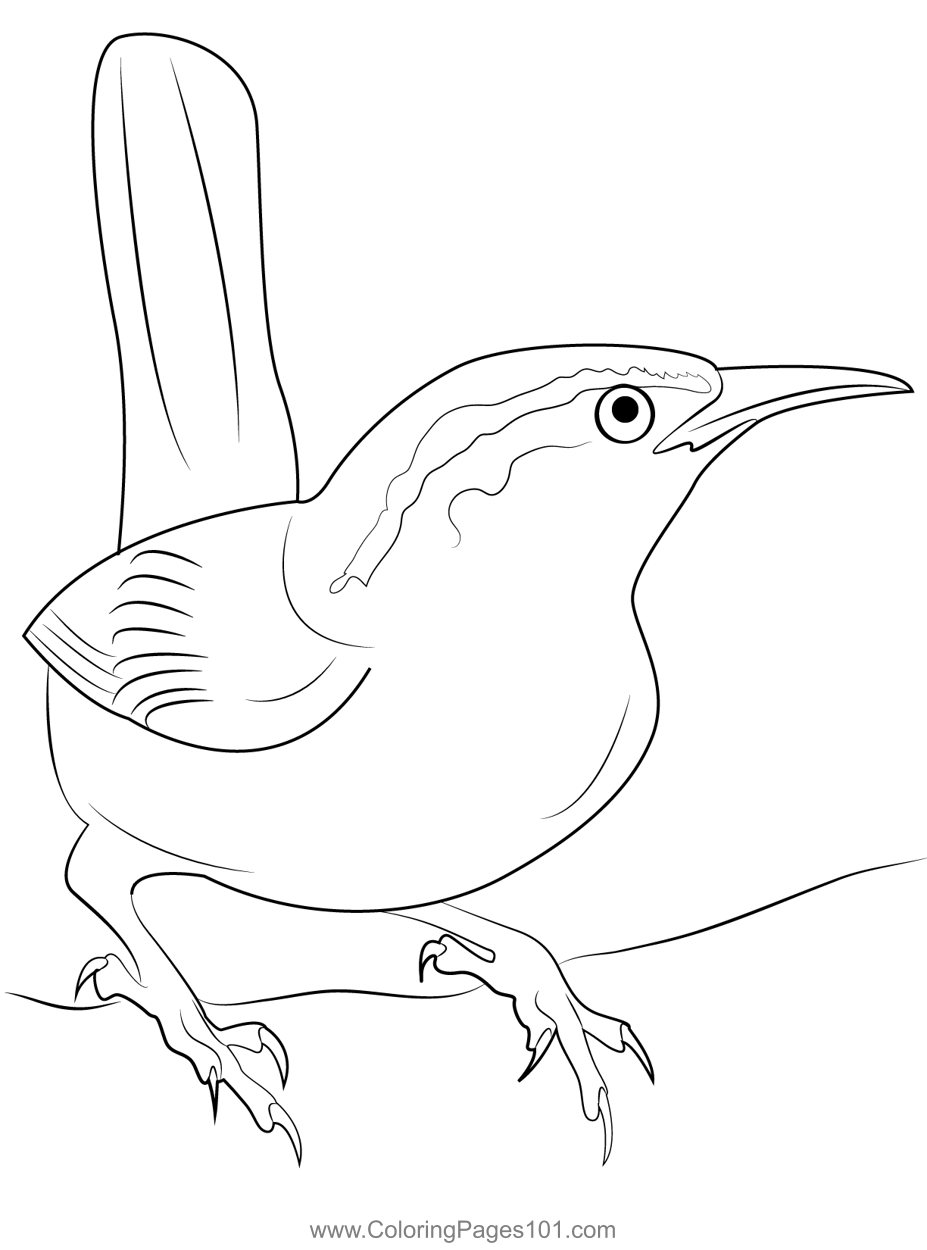 South Carolina State Bird Coloring Page For Kids Free Wrens Printable 