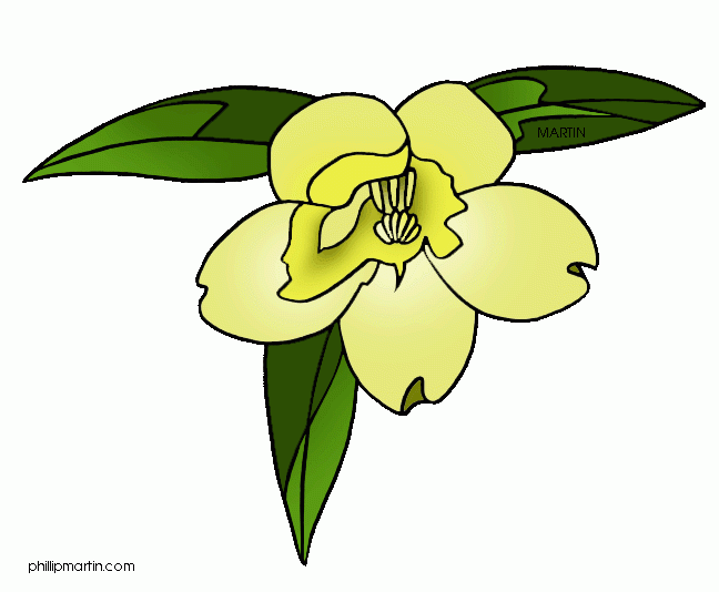 South Carolina State Flower Clipart Panda Free Clipart Images