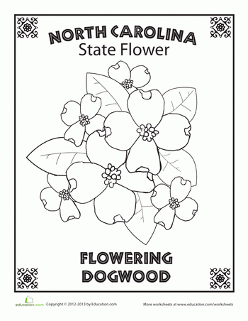 south carolina state flower drawing