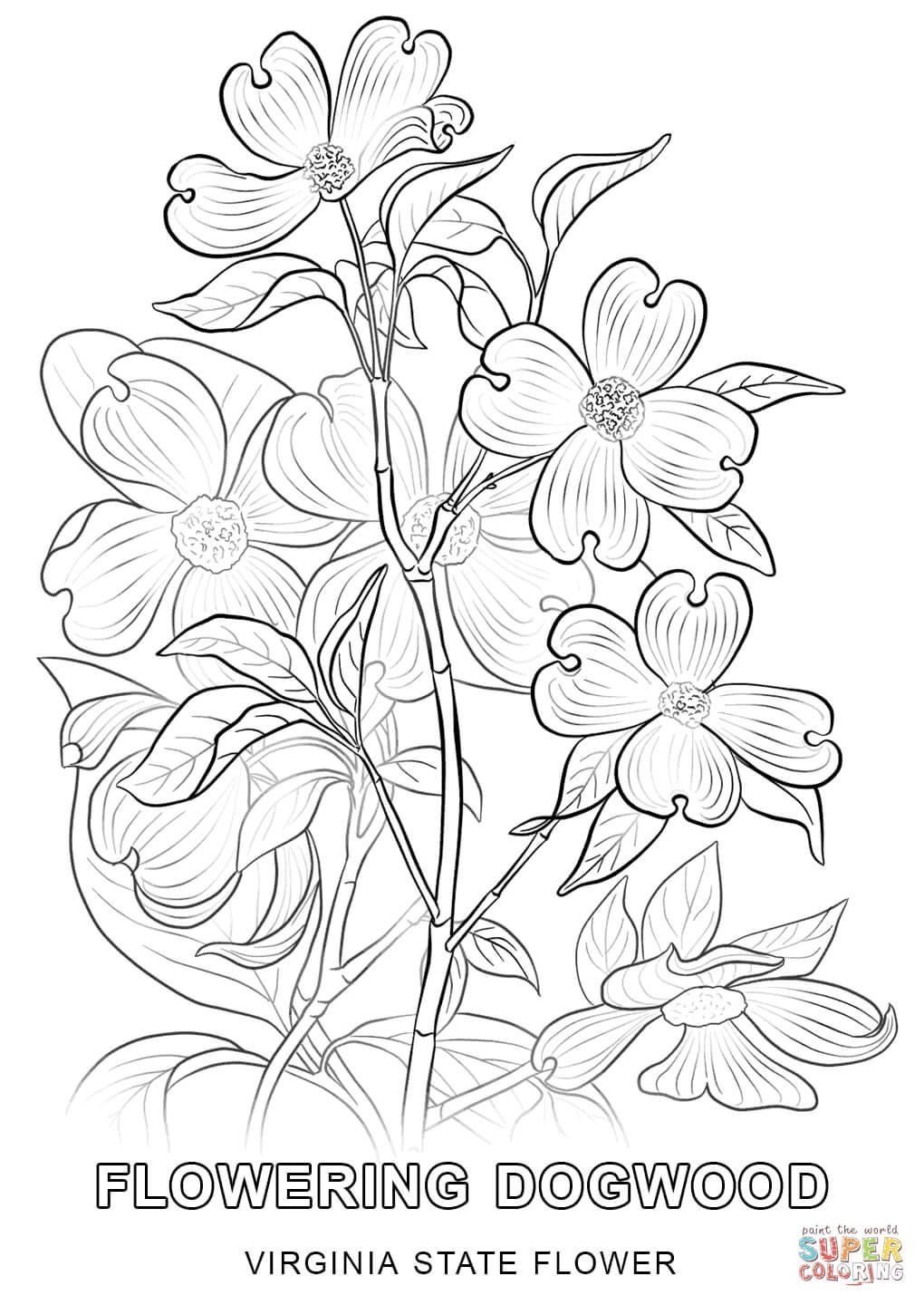 South Carolina State Flower Drawing Sharla Berger