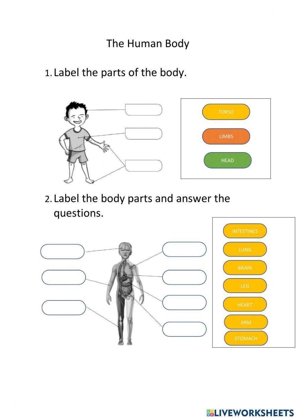 The Human Body Online Pdf Worksheet Live Worksheets Worksheets Library
