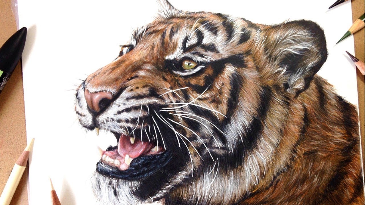 Tiger Colour Pencil Drawing Bestpencildrawing