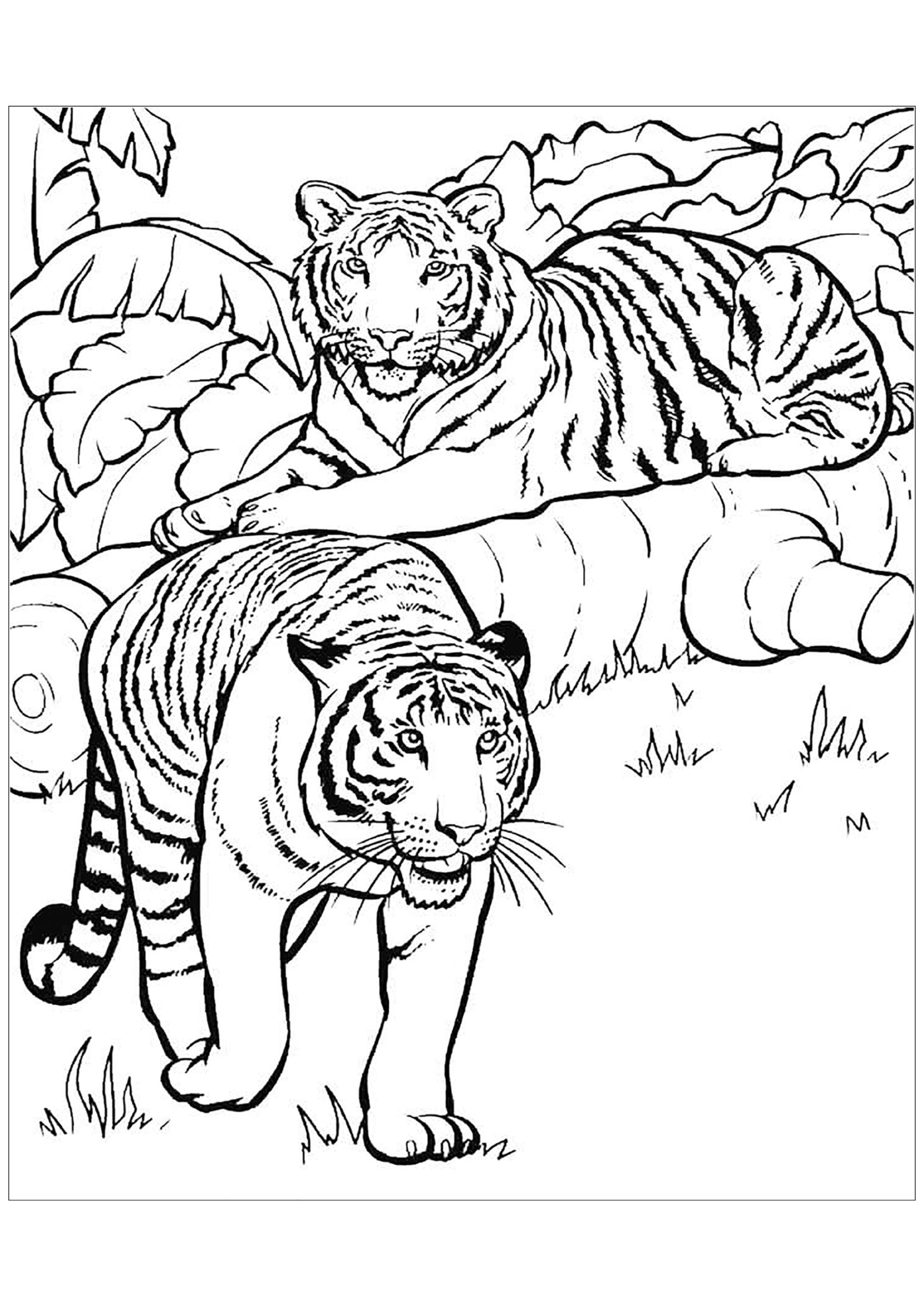 tiger colouring in picture