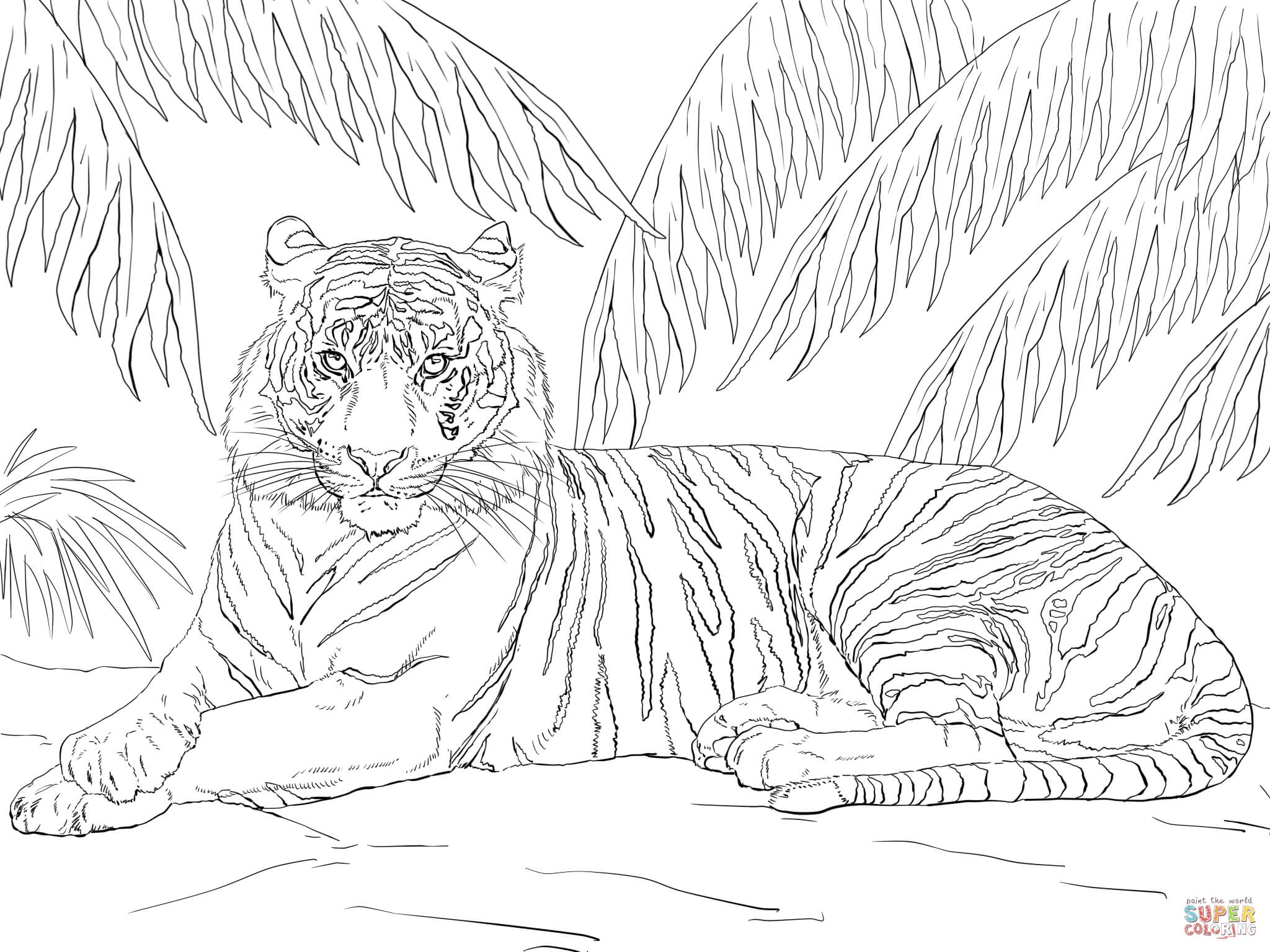 Tiger Printable Coloring Pages Coloring Home