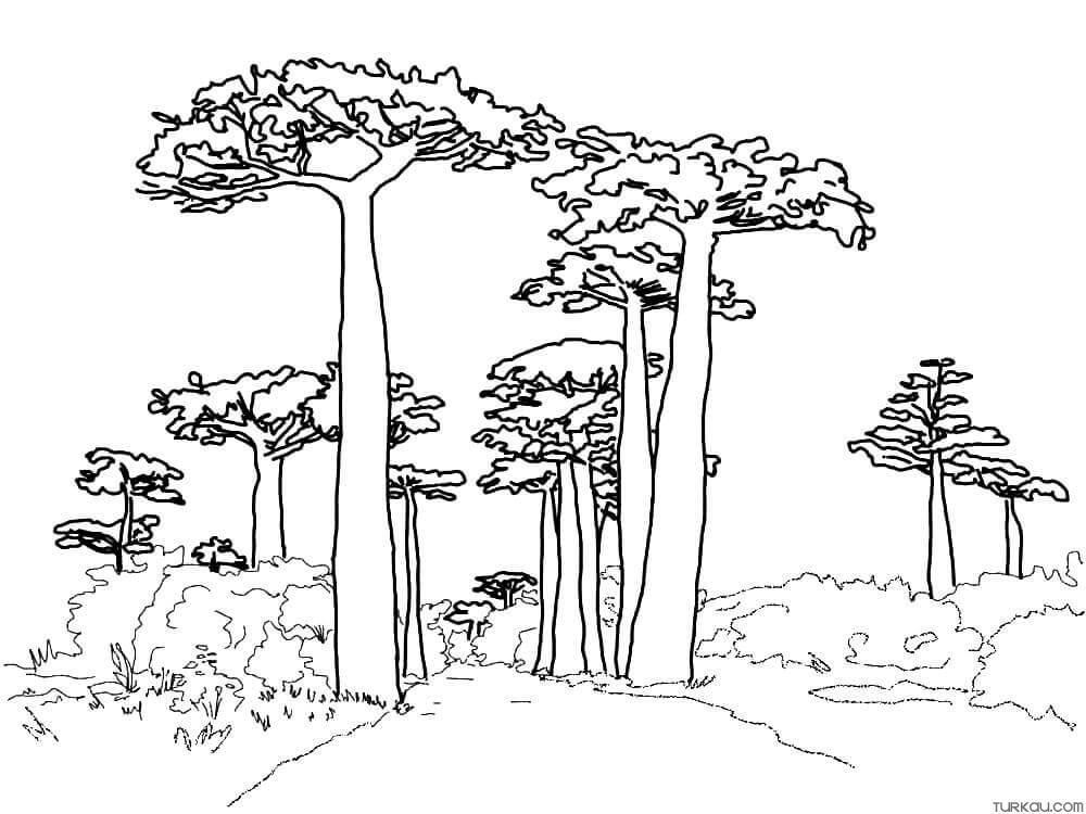 Tree Forest Coloring Page Turkau