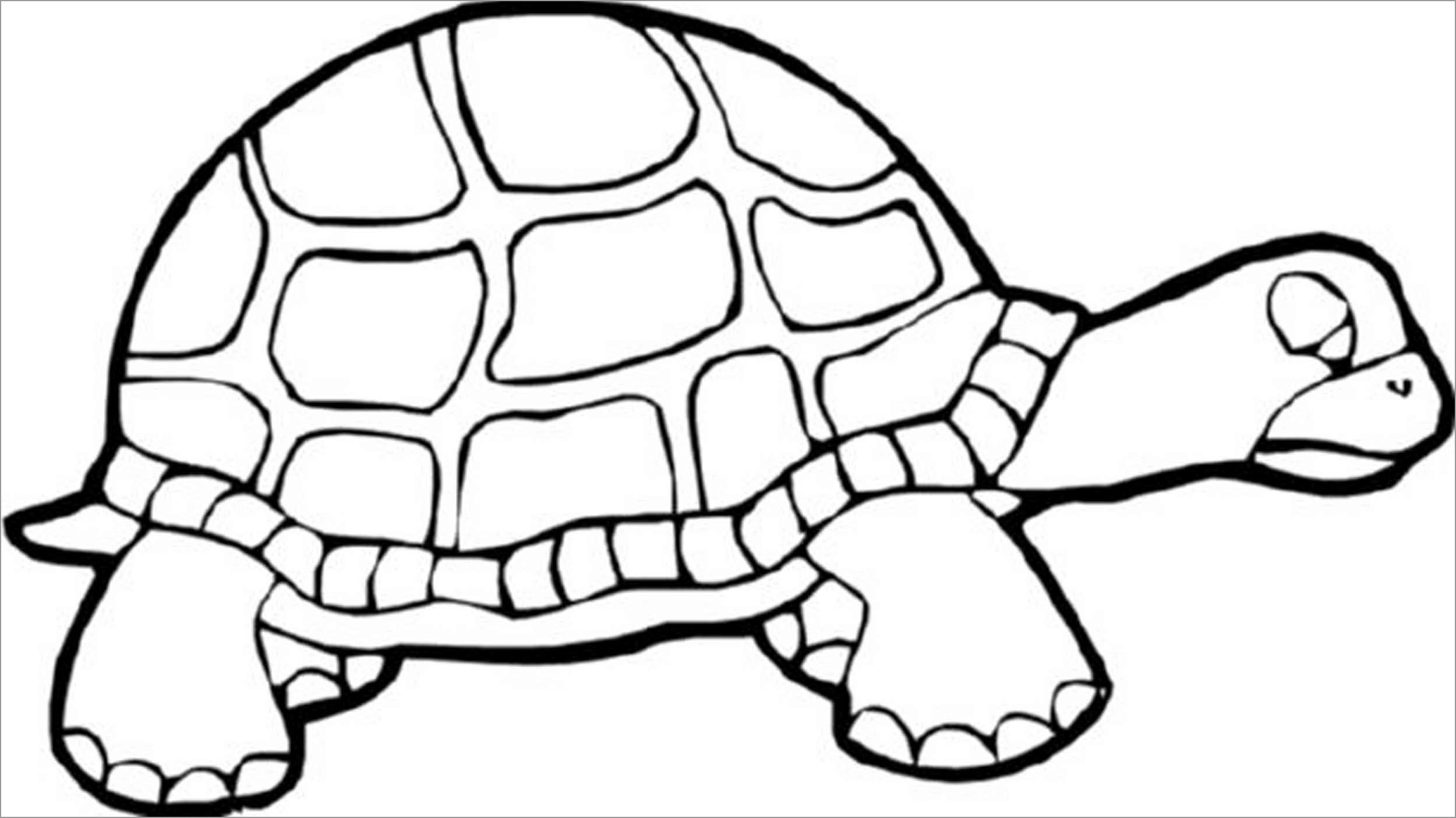 coloring page turtle