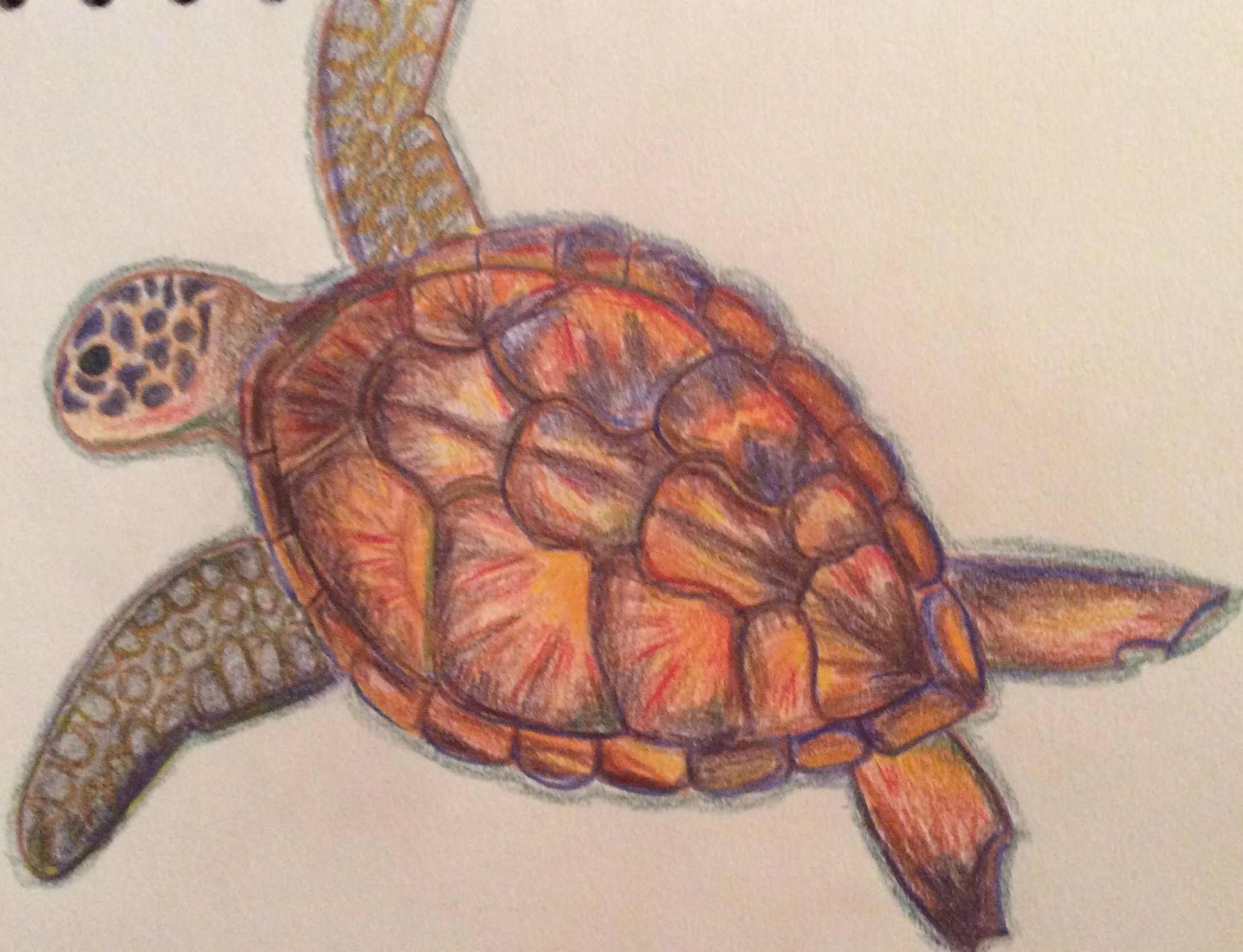 turtle picture to colour