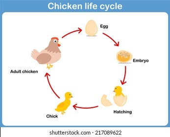 life cycle of a chicken for kids videos