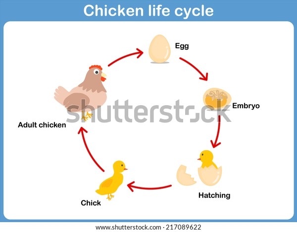Vector Life Cycle Chicken Kids Stock Vector Royalty Free 217089622