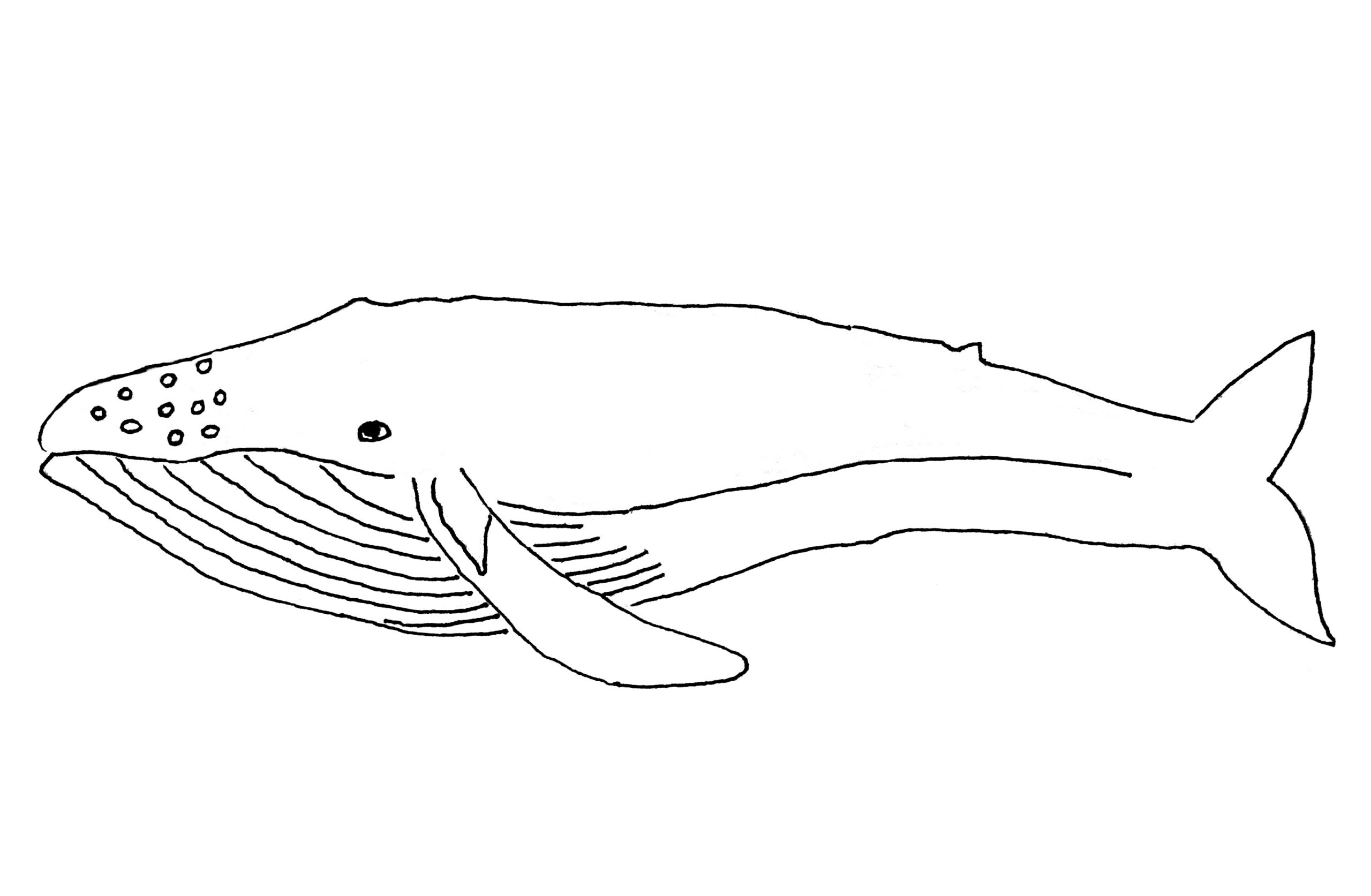 Whale Coloring Pages For Kids Pictures Animal Place