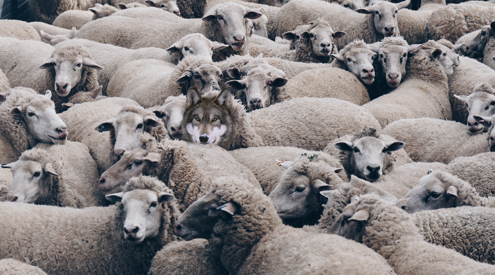 build a sheep template