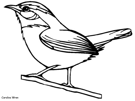 Wren Coloring Pages