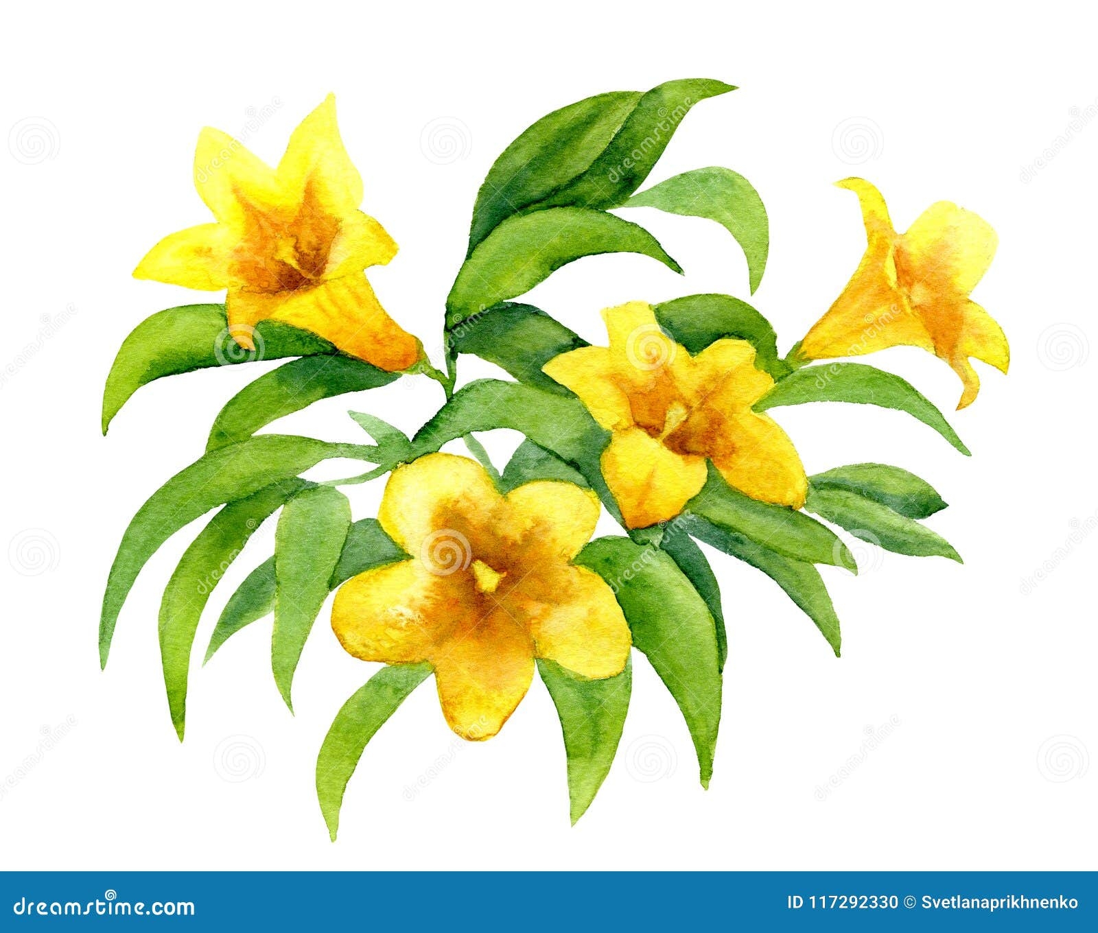 Yellow Jessamine Drawing South Carolina State Flower Sakura Tucson